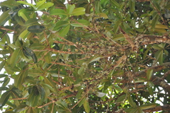 Mammea suriga